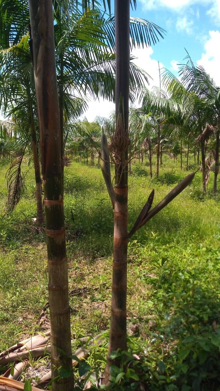 #2333 - Área para Venda em São João da Ponta - PA
