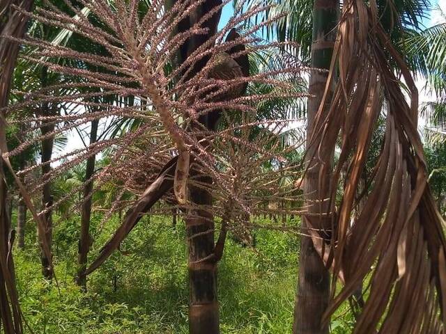 #2333 - Área para Venda em São João da Ponta - PA - 3